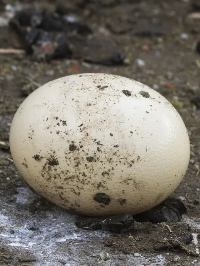 5 Birds That Lay The Largest Eggs